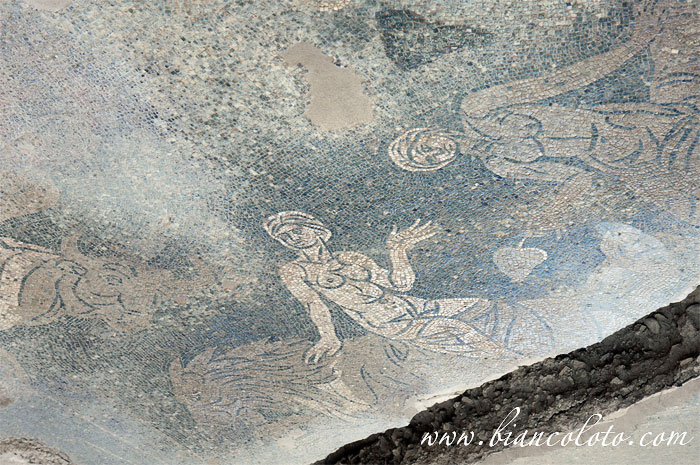 Морские нимфы фригидариума