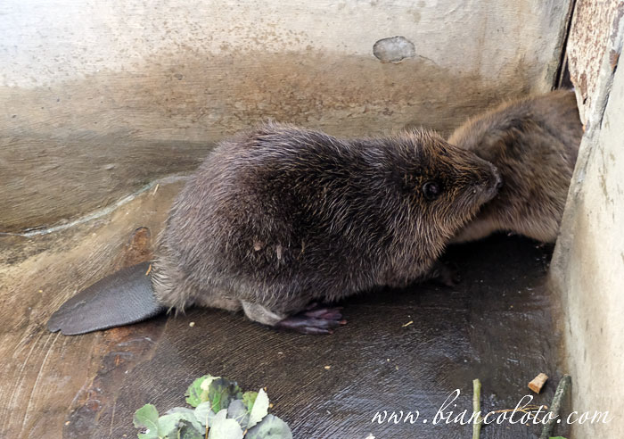 Питомник бобров