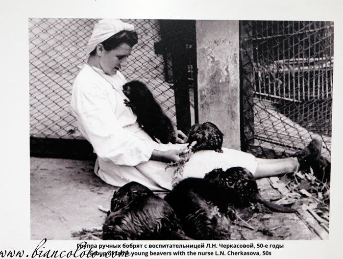 Питомник бобров