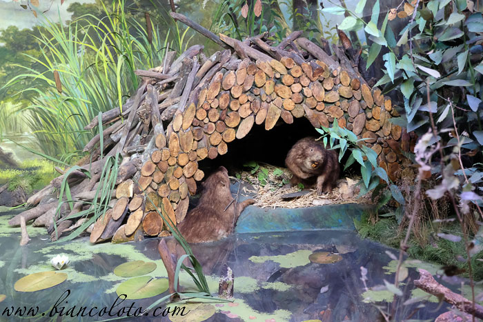 Воронежский биосферный заповедник