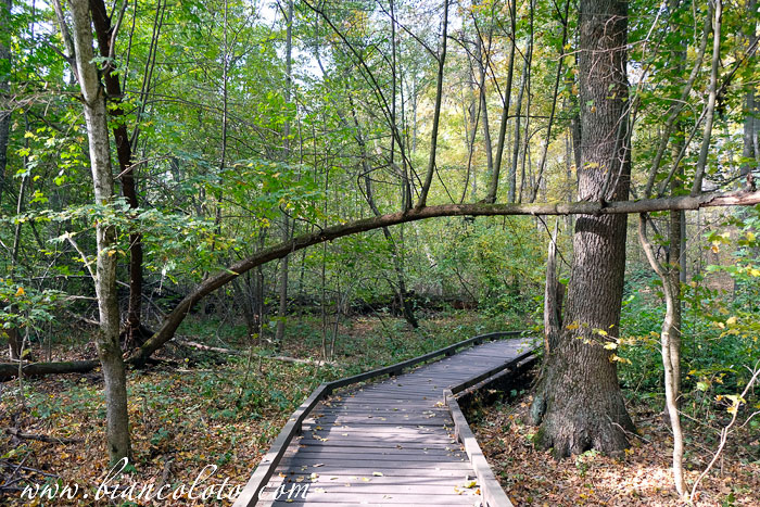 Воронежский Биосферный заповедник