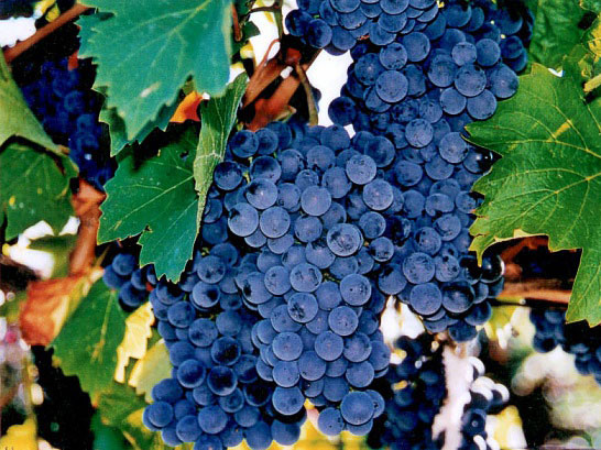 Рубин Голодриги